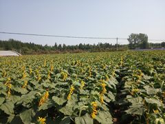 -北京东方普罗旺斯薰衣草庄园