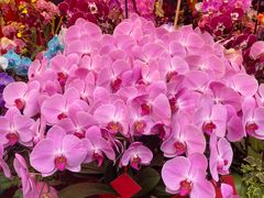-越秀西湖花市(广州城市广场花卉店)