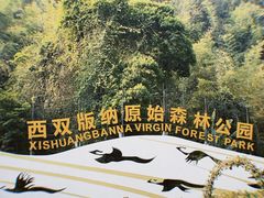 -西双版纳原始森林公园