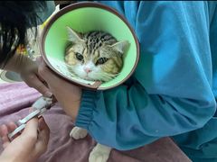 -动物缘宠物医院·骨科·猫科(西二环店)