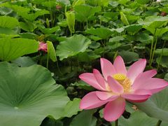 -莲花池公园