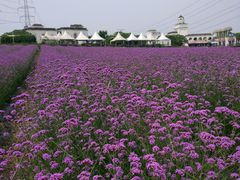-紫颐香薰山谷景区