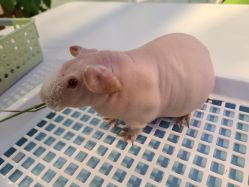 -Moni星球萌宠·小马宝莉·灵蛇·高端高阶全萌宠互动体验俱乐部(红豆国际广场店)