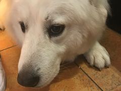 -more than meow吴止猫主题餐厅(承德 中船汇店)