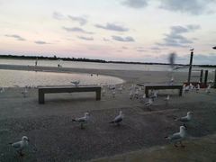 -黄金海岸