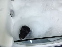 -瑞派宠物医院·24小时骨科·心脏·核磁(哈尔滨南岗店)