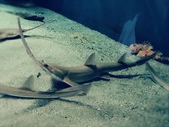 -鹿儿岛水族馆