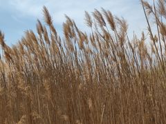-野鸭湖国家湿地公园
