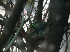 -林肯公园动物园