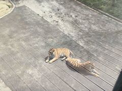 -大连森林动物园