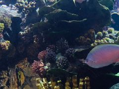 -迪拜帆船酒店海底餐厅