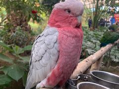 -南宫五洲植物乐园