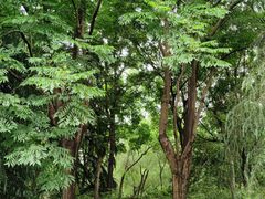 -上海滨江森林公园
