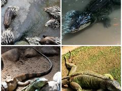 -西霞口神雕山野生动物世界