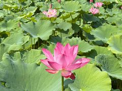 -莲花池公园