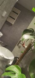 点击看大图 -iSpa