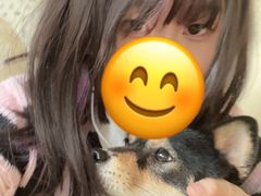 -柴犬高等学院·狗咖·柴犬售卖·宠物训练
