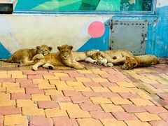 -大连森林动物园