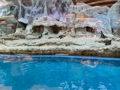 -帝企鹅自助餐厅•儿童岛•真企鹅(长隆企鹅酒店)