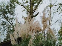 景点-白鹭湾湿地公园