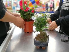 -荷兰花海