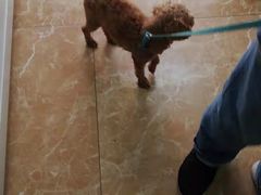 -A猫a狗全科·犬猫异宠·芥西宠物医院(南开总院)