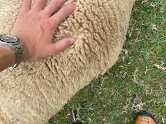 -神户市立六甲山牧场