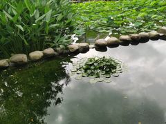 -陈家山荷花公园