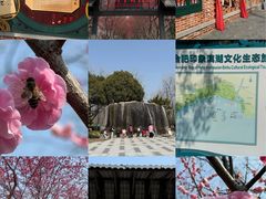 -合肥滨湖国家森林公园