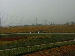 -紫颐香薰山谷景区