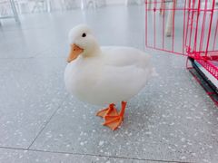 -遇见羊驼·奶狗咖·布偶猫咖·法斗柯基柴犬阿拉斯加(春熙路太古里IFS店)