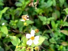 -广东花都湖国家湿地公园
