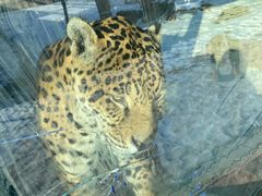 -新疆天山野生动物园