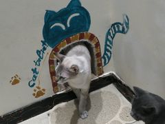 -藏猫猫咖啡主题馆(中央大道店)