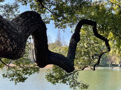 -杭州植物园