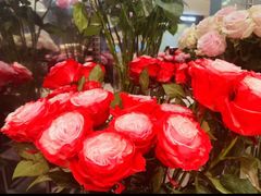 -ROSEONLY诺誓(广州K11店)