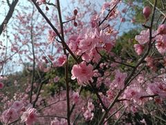 -重庆彩云湖湿地公园