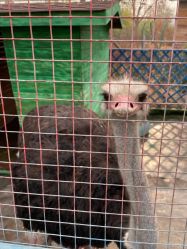 -萌宠亲子动物乐园(槐房万达店)