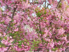 -石家庄市植物园