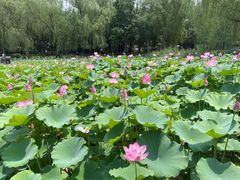 -莲花池公园