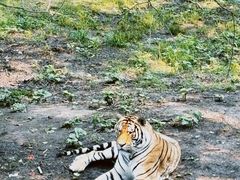 -哈尔滨北方森林动物园