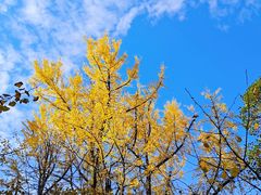 -上海共青森林公园