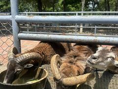 -长白岛森林公园