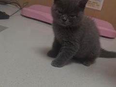 -瑞派康怡24h宠物医院·犬猫医疗中心·微创绝育(瑞景分院)