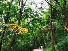 -帽儿山国家森林公园