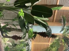 -春润大地海南椰子鸡(沙井京基百纳广场店)