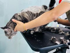 -爱洗澡的猫(望京店)