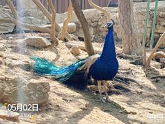 -燕塞湖鸟语林景区