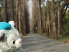 -上海滨江森林公园