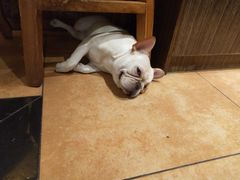 -more than meow吴止猫主题餐厅(承德 中船汇店)